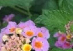 变色梅如何养殖（变色梅如何养殖和管理）