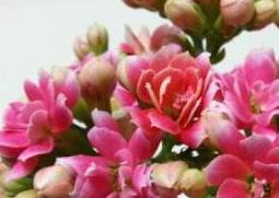 长寿花如何养 长寿花如何养成老桩