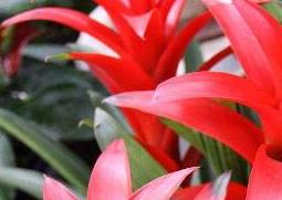 鸿运当头的养殖方法（鸿运当头的养殖方法和注意事项）