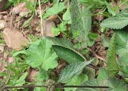 螃蟹甲的功效与作用 螃蟹甲的功效与作用及禁忌