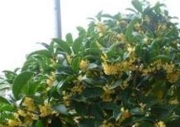 桂花如何室内养殖（桂花室内养殖方法）