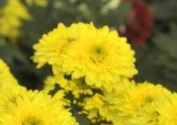 黄菊花的功效与作用