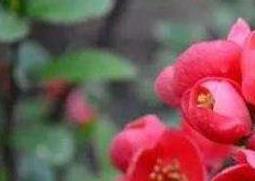 海棠花怎么养殖 丽格海棠花怎么养殖