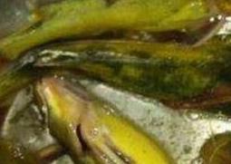 黄鸭鱼和什么相克 黄鱼跟什么相克