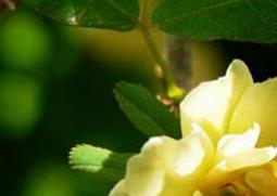 重瓣黄木香的功效与作用（重瓣黄木香有香味吗）