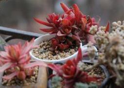 火祭怎么养殖（火祭养殖温度）