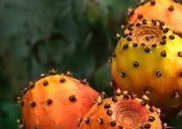 仙人掌的果实能吃吗 仙人掌的果实能吃吗?