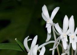 风兰的功效与作用 风兰的功效与作用图片