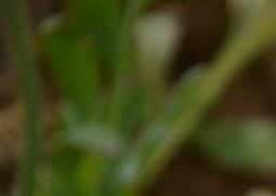 冰岛虞美人的繁殖方法和养殖注意事项