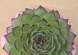 小苍兰的功效与作用 小苍兰的功效与作用是什么