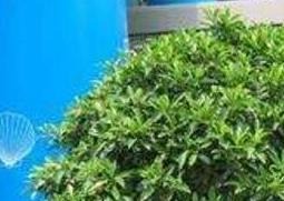 非洲茉莉如何修剪（非洲茉莉如何修剪造型）