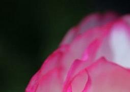 花毛茛的功效与作用 花毛茛的药用价值