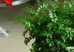 清香木怎么养（清香木怎么养殖多久浇一次水）