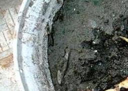 碗莲藕根如何养殖 碗莲藕根如何养殖和管理