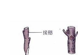 枣树如何嫁接 枣树如何嫁接,什么时候最合适