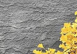 银杏树的养殖注意事项 盆栽银杏树的养殖方法和注意事项