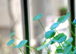 铜钱草的养殖方法（冬季铜钱草的养殖方法）