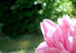 牡丹花如何种植（牡丹花如何种植与管理?）