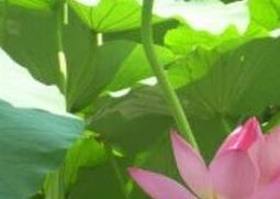 水芙蓉花的养殖方法和注意事项（水芙蓉花的养殖方法和注意事项图片）