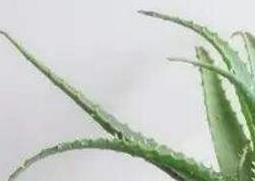 木立芦荟的药用价值与功效作用（木立芦荟的功效和作用）