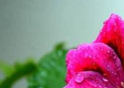 蝴蝶梅为什么不开花(蝴蝶梅为什么不开花只长叶子)