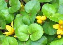 金钱草的功效与作用 金钱草的功效与作用及禁忌