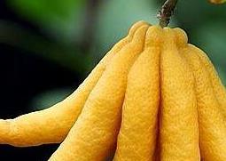 招财佛手如何养 招财佛手养殖技术