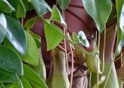 猪笼草的图片（猪笼草的图片和资料）