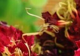 康仙花和康乃馨的区别 康仙花是康乃馨吗?