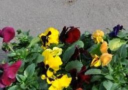 三色堇的养殖方法和注意事项（三色堇的养殖方法）