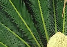 巴西铁如何养 巴西铁树怎样养殖