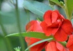 指甲花的功效与作用 白色指甲花的功效与作用