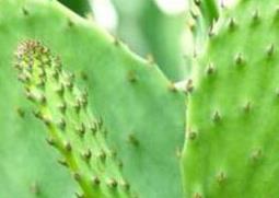 仙人掌捣碎的功效与作用 仙人掌捣碎有什么作用