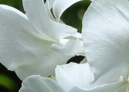 姜花的功效与作用（姜花的功效与作用图片）