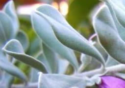 玉芙蓉的养殖方法和注意事项 玉芙蓉的养殖方法和注意事项图片