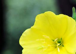 哪些植物不能在室内养 哪些植物不能在室内养植