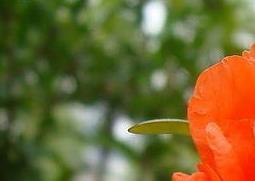 石榴花养殖方法及注意事项（花石榴的养殖方法和注意事项）