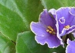 非洲紫罗兰的功效与作用（紫罗兰有啥功效）