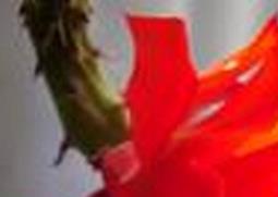 仙人剑花怎么养（仙人剑花怎么养才开花）