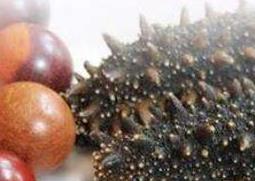 刺海参的功效与作用(刺海参的营养价值)