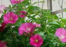 矮牵牛的种植方法和技巧 矮牵牛的盆栽播种技术要点