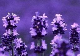 薰衣草有哪些功效与作用（薰衣草有哪些功效与作用图片）