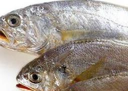野生黄鱼的营养价值与功效