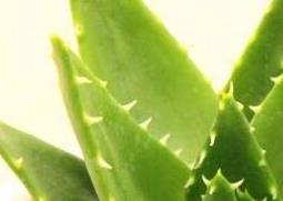 多肉植物不夜城的养殖方法技巧(花卉不夜城的种植技巧)