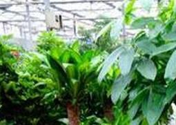 大叶伞如何养殖（大叶伞种植）