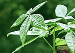 如何修剪发财树 如何修剪发财树顶端