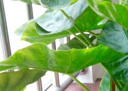 滴水观音怎么养 滴水观音怎么养有老桩