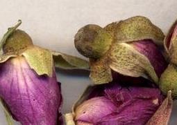 玫瑰花的功效与作用 玫瑰花的功效与作用适合哪些人