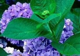 八仙花的功效与作用（八仙花的功效与作用）