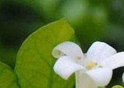 米兰花的养殖方法（米兰花的养殖方法和注意事项冬季）